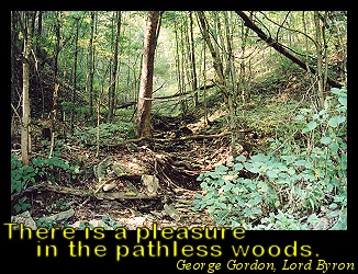Six Mile Creek--Deep in the forest...